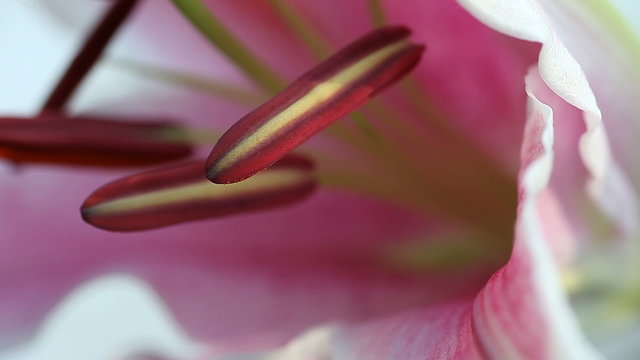 closeup view of the male reproductive parts of a stargazer lily