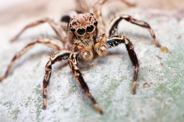 spider