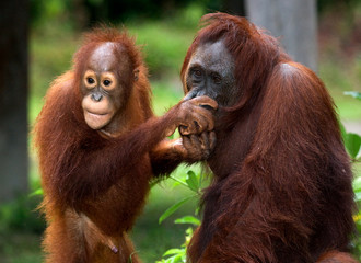 Portrait of a female orangutan with a baby in the wild. Indonesia. The island of Kalimantan (Borneo). An excellent illustration.