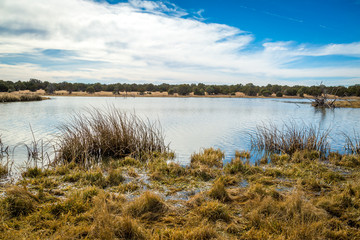 Arizona wetlands and animal riparian preserve.
