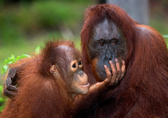 Portrait of a female orangutan with a baby in the wild. Indonesia. The island of Kalimantan (Borneo). An excellent illustration.