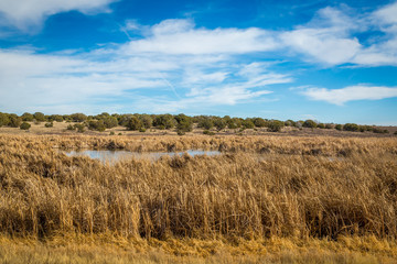 Obraz premium Arizona wetlands and animal riparian preserve.