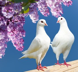 two white pigeons on perch with flowering lilac tree