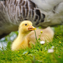 Gosling nipping flower on meadow, Netherlands