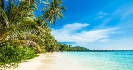Fototapeta na wymiar tropical beach. sea and coconut palm. Landscape of paradise tr