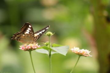 Papillon Clipper