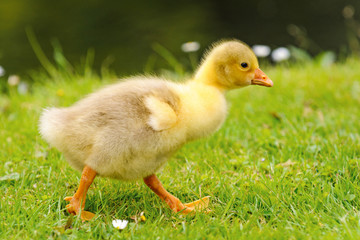 Gosling walks on meadow, Netherlands