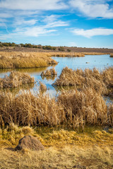 Arizona wetlands and animal riparian preserve.
