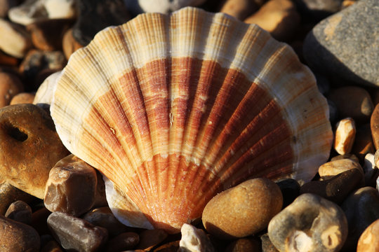 Beach shell Detail