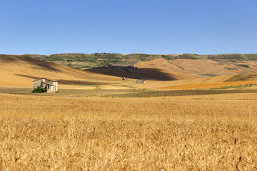 SUMMER:RURAL LANDSCAPE.Between Puglia and Basilicata:hills with cornfields and farmhouses.ITALY