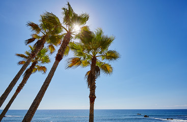 Laguna Beach, Palmen 01