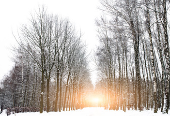 Beautiful winter sunset. Carpathians. National park