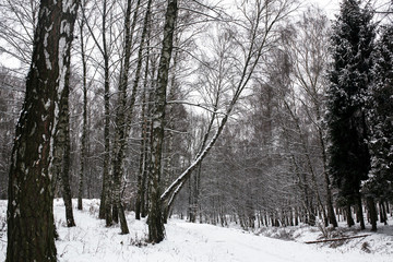 Beautiful calm winter day. Carpathians. National park