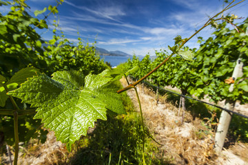 Wine Grape Vineyard on Sunny Summer Day © Chris Gardiner