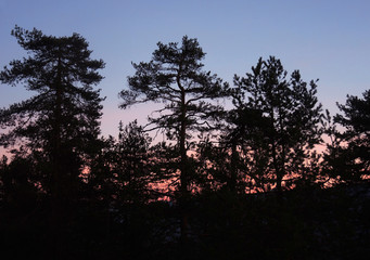 Obraz na płótnie Canvas Föhren im Abendlicht - spruce trees at dawn