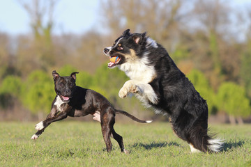 Dogs playing