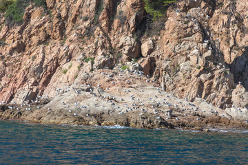 Побережье средиземного моря. Горы, море, сосны, чайки. Каталония, Испания.   © pelatophoto