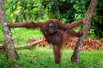 Fototapeta premium Orangutan stands on its hind legs in the jungle. Indonesia. The island of Kalimantan (Borneo). An excellent illustration.