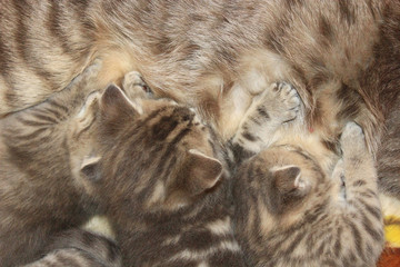 cat with newborn kittens of Scottish Straight breed