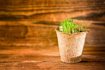 Potted seedlings growing in biodegradable peat moss pot on wood