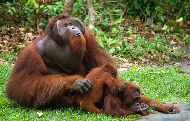 Old male orangutan makes love with a female. Indonesia. The island of Borneo (Kalimantan). An excellent illustration.