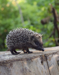 hedgehog