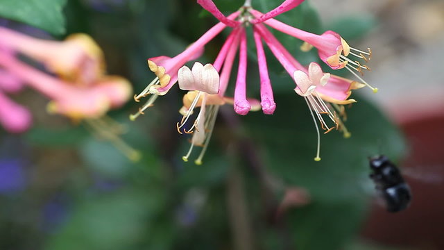 a large black bee among honeysuckle flowers