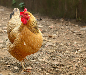  Red hen on farm. Homemade poultry. Rustic look. 
