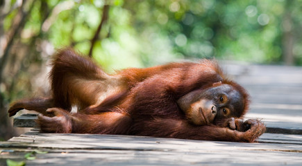 Orangutan lying on a wooden platform in the jungle. Indonesia. The island of Kalimantan (Borneo). An excellent illustration.