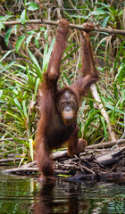 Orangutan in the wild. Indonesia. The island of Kalimantan (Borneo). An excellent illustration.