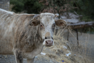 white cow in Iraqi countryside 