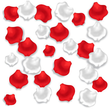 an image which shows the red and white rose petals on white background