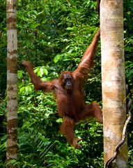 Orangutan in the wild. Indonesia. The island of Kalimantan (Borneo). An excellent illustration.