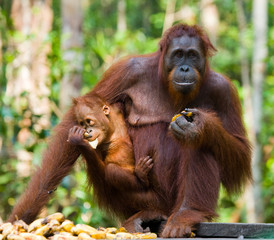 The female of the orangutan with a baby feeding place. Indonesia. The island of Kalimantan (Borneo). An excellent illustration.