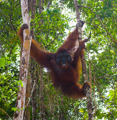 Big male orangutan on a tree in the wild. Indonesia. The island of Kalimantan (Borneo). An excellent illustration. © gudkovandrey