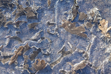 Wzory stworzone przez zamarznięte liście pokryte lodem
