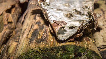 Dried bark on seasoned firewood.