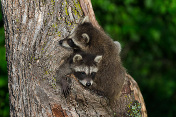 Young Raccoon (Procyon lotor) Being Climbed Over by Sibling