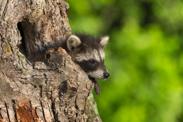 Young Raccoon (Procyon lotor) Hangs Out Knothole