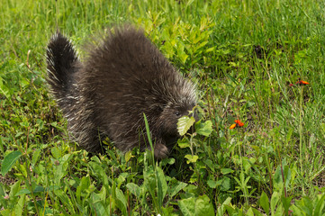 Porcupine (Erethizon dorsatum) Behind Leaf