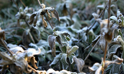 Winter is coming. Frost on the green leaves macro shot