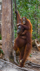 The female of the orangutan with a baby on ground. Indonesia. The island of Kalimantan (Borneo). An excellent illustration.
