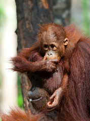 A baby orangutan in the wild. Indonesia. The island of Kalimantan (Borneo). An excellent illustration.