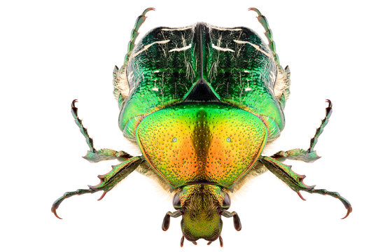 Cetonia aurata or Rose Chafer beetle isolated on white background, head-on view