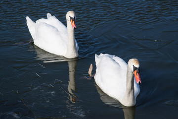 Para łabędzi niemych na wodzie © jakubczajkowski