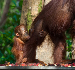 The  baby orangutan on feeding place. Indonesia. The island of Kalimantan (Borneo). An excellent illustration.