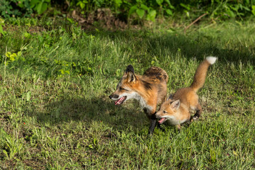 Red Fox Vixen (Vulpes vulpes) and Kit Run Left