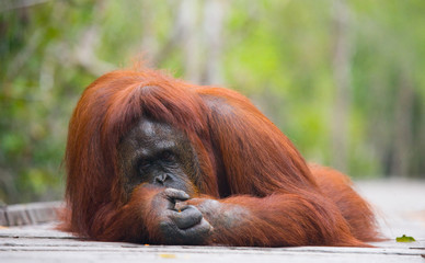 Orangutan on a wooden platform in the jungle. Indonesia. The island of Kalimantan (Borneo). An excellent illustration.
