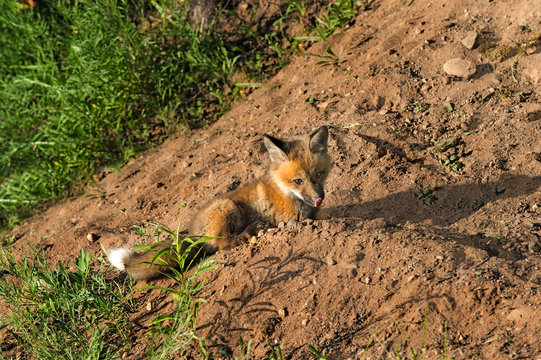 Red Fox Kit (Vulpes vulpes) Licks Nose