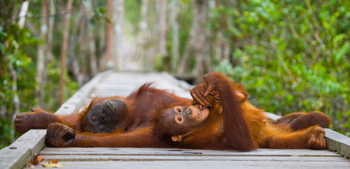 The female of the orangutan with a baby lying on a wooden platform in the jungle. Indonesia. The island of Borneo (Kalimantan). An excellent illustration.